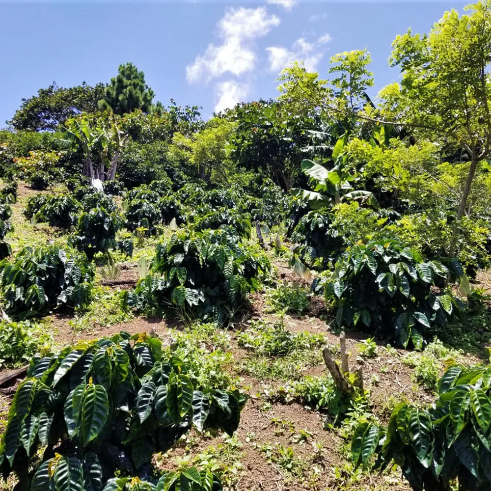 9e4958396f3fff82194605fe40f338de